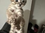 Siamese Bengal mix - Bengal Cat For Sale - Leominster&comma; MA&comma; US
