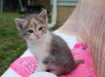 Queen - Domestic Cat For Sale - Barto&comma; PA&comma; US