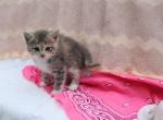 Mittens - Domestic Cat For Sale - Barto&comma; PA&comma; US