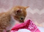 Journey - Domestic Cat For Sale - Barto&comma; PA&comma; US