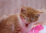 Marigold - Domestic Cat For Sale - Barto&comma; PA&comma; US