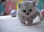 Vito - British Shorthair Cat For Sale - FL&comma; US