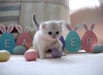 Xavier HappyBRI - British Shorthair Cat For Sale - FL&comma; US