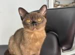 Radmila - Burmese Cat For Sale - Norwalk&comma; CT&comma; US