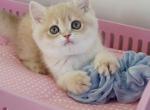 Nash - British Shorthair Cat For Sale - Hollywood&comma; FL&comma; US