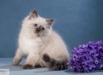 Ignat - Siberian Cat For Sale - Pembroke Pines&comma; FL&comma; US