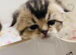 HUGO - Scottish Fold Cat For Sale - Austin&comma; TX&comma; US