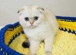 FREDO - Scottish Fold Cat For Sale - Austin&comma; TX&comma; US