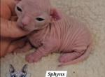 Dwelf Girl Baby RESERVED Lola TICA rights - Sphynx Cat For Sale - Lockport&comma; IL&comma; US