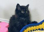 GAVIN - Scottish Straight Cat For Sale - Austin&comma; TX&comma; US