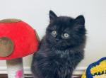 GAVIN LONGHAIR - British Shorthair Cat For Sale - Austin&comma; TX&comma; US