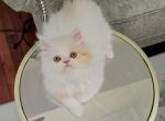 Baby - Persian Cat For Sale - Dearborn&comma; MI&comma; US