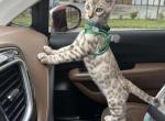 Kingston - Bengal Cat For Sale - Oklahoma City&comma; OK&comma; US