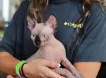 Raine - Sphynx Cat For Sale - Rockford&comma; IL&comma; US