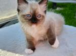 Sweetie READY NOW - Ragdoll Cat For Sale - Mount Joy&comma; PA&comma; US