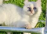 Presley READY NOW - Ragdoll Cat For Sale - Mount Joy&comma; PA&comma; US