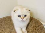 FREDO - Scottish Fold Cat For Sale - Sunnyvale&comma; CA&comma; US