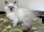 Leroy - Siberian Cat For Sale - Melbourne&comma; FL&comma; US