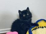 GAVIN LONGHAIR BLACK COLOR - British Shorthair Cat For Sale - Sunnyvale&comma; CA&comma; US