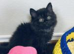GAVIN LONGHAIR BLACK - Scottish Straight Cat For Sale - Sunnyvale&comma; CA&comma; US
