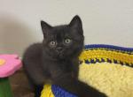 GEORGE - Scottish Straight Cat For Sale - Austin&comma; TX&comma; US