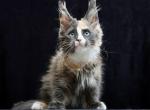 Umbrella - Maine Coon Cat For Sale - Miami&comma; FL&comma; US