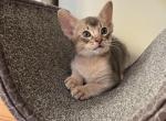 Silver - Abyssinian Cat For Sale - Staten Island&comma; NY&comma; US
