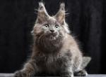 Roman - Maine Coon Cat For Sale - Hollywood&comma; FL&comma; US