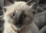 Leo - Balinese Cat For Sale - Plainfield&comma; IN&comma; US