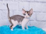 Norman - Devon Rex Cat For Sale - Norwalk&comma; CT&comma; US