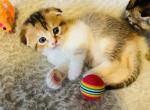 Audrey - Scottish Fold Cat For Sale - WI&comma; US