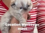 Monserrath - Himalayan Cat For Sale - Worcester&comma; MA&comma; US