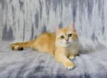 Norman - British Shorthair Cat For Sale - Chicago&comma; IL&comma; US