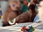 Miso - Devon Rex Cat For Sale - Spokane&comma; WA&comma; US