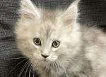 TICA Selena - Maine Coon Cat For Sale - Waterloo&comma; IN&comma; US