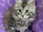 TICA Sadie - Maine Coon Cat For Sale - Waterloo&comma; IN&comma; US
