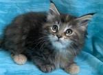 TICA Tatum - Maine Coon Cat For Sale - Waterloo&comma; IN&comma; US