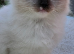 Paisley READY NOW - Ragdoll Cat For Sale - Mount Joy&comma; PA&comma; US