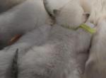 Ivy litter - Ragdoll Cat For Sale - Logansport&comma; IN&comma; US
