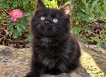Poe - Siberian Cat For Sale - Clintwood&comma; VA&comma; US