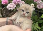 Milky - British Shorthair Cat For Sale - Houston&comma; TX&comma; US