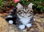 Penelope - Siberian Cat For Sale - Clintwood&comma; VA&comma; US