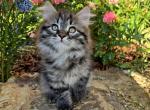 Pepe - Siberian Cat For Sale - Clintwood&comma; VA&comma; US