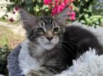 Furrball - Maine Coon Cat For Sale - Hollywood&comma; FL&comma; US