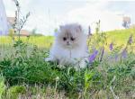 Noodle - British Shorthair Cat For Sale - Atlanta&comma; GA&comma; US
