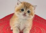 Cracker - British Shorthair Cat For Sale - Atlanta&comma; GA&comma; US