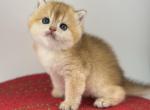 Betty - British Shorthair Cat For Sale - Atlanta&comma; GA&comma; US