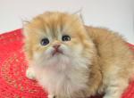Bobo - British Shorthair Cat For Sale - Atlanta&comma; GA&comma; US