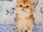 Oskar - British Shorthair Cat For Sale - Brooklyn&comma; NY&comma; US