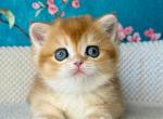 Tom - British Shorthair Cat For Sale - Brooklyn&comma; NY&comma; US